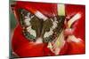 Butterfly Female Euthalia Adonia in the Nymphalidae Family-Darrell Gulin-Mounted Photographic Print