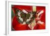 Butterfly Female Euthalia Adonia in the Nymphalidae Family-Darrell Gulin-Framed Photographic Print