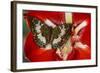 Butterfly Female Euthalia Adonia in the Nymphalidae Family-Darrell Gulin-Framed Photographic Print