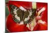Butterfly Female Euthalia Adonia in the Nymphalidae Family-Darrell Gulin-Mounted Photographic Print