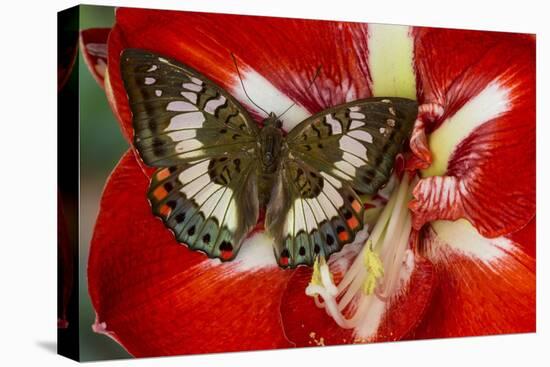 Butterfly Female Euthalia Adonia in the Nymphalidae Family-Darrell Gulin-Stretched Canvas