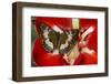 Butterfly Female Euthalia Adonia in the Nymphalidae Family-Darrell Gulin-Framed Photographic Print