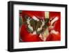 Butterfly Female Euthalia Adonia in the Nymphalidae Family-Darrell Gulin-Framed Photographic Print
