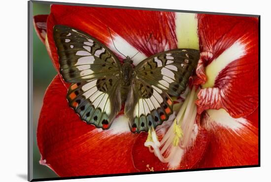 Butterfly Female Euthalia Adonia in the Nymphalidae Family-Darrell Gulin-Mounted Photographic Print