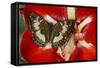 Butterfly Female Euthalia Adonia in the Nymphalidae Family-Darrell Gulin-Framed Stretched Canvas