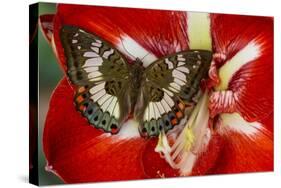 Butterfly Female Euthalia Adonia in the Nymphalidae Family-Darrell Gulin-Stretched Canvas