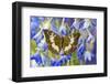 Butterfly Female Euthalia Adonia in the Nymphalidae Family-Darrell Gulin-Framed Photographic Print