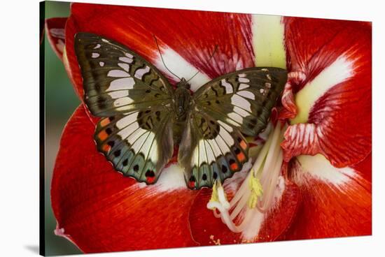 Butterfly Female Euthalia Adonia in the Nymphalidae Family-Darrell Gulin-Stretched Canvas
