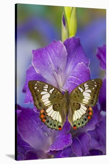 Butterfly Female Euthalia Adonia in the Nymphalidae Family-Darrell Gulin-Stretched Canvas