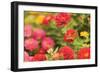 Butterfly Field I-Karyn Millet-Framed Premium Photographic Print