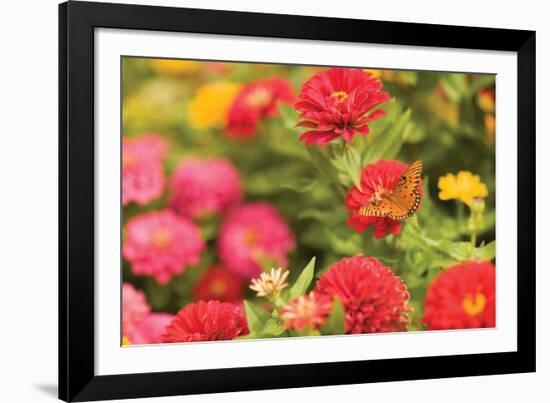 Butterfly Field I-Karyn Millet-Framed Photographic Print