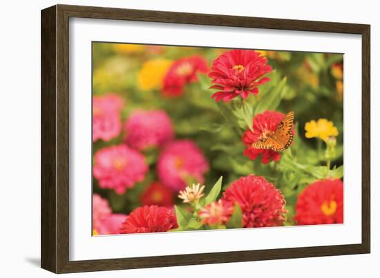 Butterfly Field I-Karyn Millet-Framed Photographic Print