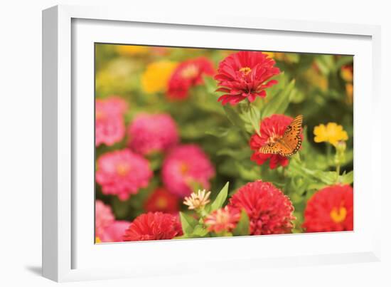 Butterfly Field I-Karyn Millet-Framed Photographic Print