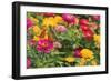 Butterfly Field II-Karyn Millet-Framed Premium Photographic Print