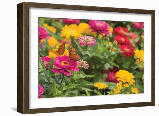 Butterfly Field II-Karyn Millet-Framed Photographic Print