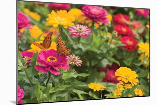 Butterfly Field II-Karyn Millet-Mounted Photographic Print