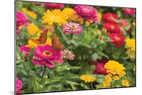 Butterfly Field II-Karyn Millet-Mounted Photographic Print