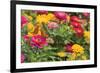 Butterfly Field II-Karyn Millet-Framed Photographic Print