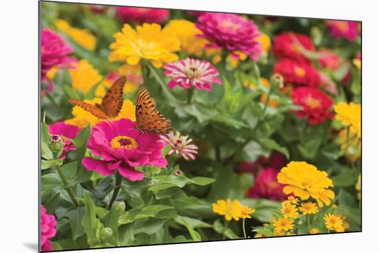 Butterfly Field II-Karyn Millet-Mounted Photographic Print