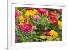 Butterfly Field II-Karyn Millet-Framed Photographic Print