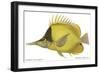 Butterfly Fish, 1849-null-Framed Giclee Print