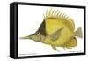 Butterfly Fish, 1849-null-Framed Stretched Canvas