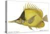 Butterfly Fish, 1849-null-Stretched Canvas