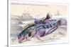 Butterfly Fish and Gattoruginous Blenny-Robert Hamilton-Stretched Canvas