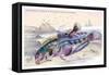 Butterfly Fish and Gattoruginous Blenny-Robert Hamilton-Framed Stretched Canvas