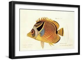 Butterfly Fish, from group of color lithographs of fishes animals, 1830.-null-Framed Art Print