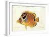 Butterfly Fish, from group of color lithographs of fishes animals, 1830.-null-Framed Art Print