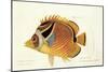 Butterfly Fish, from group of color lithographs of fishes animals, 1830.-null-Mounted Art Print