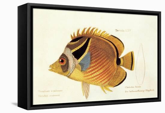 Butterfly Fish, from group of color lithographs of fishes animals, 1830.-null-Framed Stretched Canvas