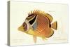 Butterfly Fish, from group of color lithographs of fishes animals, 1830.-null-Stretched Canvas