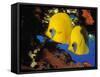 Butterfly Fish-Georgette Douwma-Framed Stretched Canvas