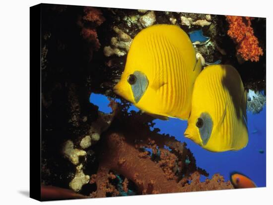 Butterfly Fish-Georgette Douwma-Stretched Canvas