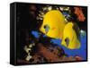 Butterfly Fish-Georgette Douwma-Framed Stretched Canvas