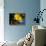 Butterfly Fish-Georgette Douwma-Stretched Canvas displayed on a wall