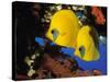 Butterfly Fish-Georgette Douwma-Stretched Canvas