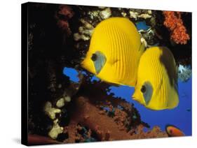 Butterfly Fish-Georgette Douwma-Stretched Canvas