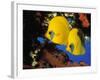 Butterfly Fish-Georgette Douwma-Framed Photographic Print