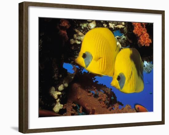 Butterfly Fish-Georgette Douwma-Framed Photographic Print