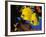 Butterfly Fish-Georgette Douwma-Framed Photographic Print