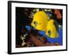 Butterfly Fish-Georgette Douwma-Framed Photographic Print