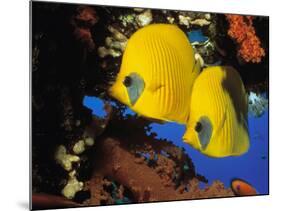 Butterfly Fish-Georgette Douwma-Mounted Photographic Print