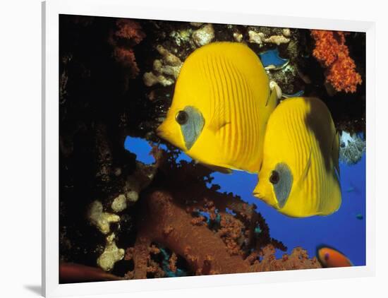 Butterfly Fish-Georgette Douwma-Framed Photographic Print