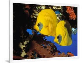 Butterfly Fish-Georgette Douwma-Framed Photographic Print