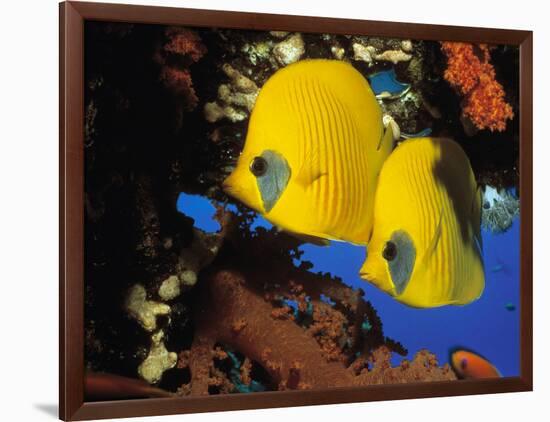 Butterfly Fish-Georgette Douwma-Framed Photographic Print