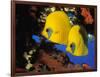 Butterfly Fish-Georgette Douwma-Framed Photographic Print