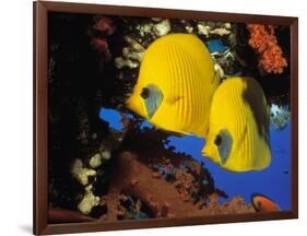 Butterfly Fish-Georgette Douwma-Framed Photographic Print